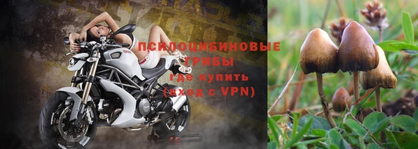 ГАЛЛЮЦИНОГЕННЫЕ ГРИБЫ Аркадак